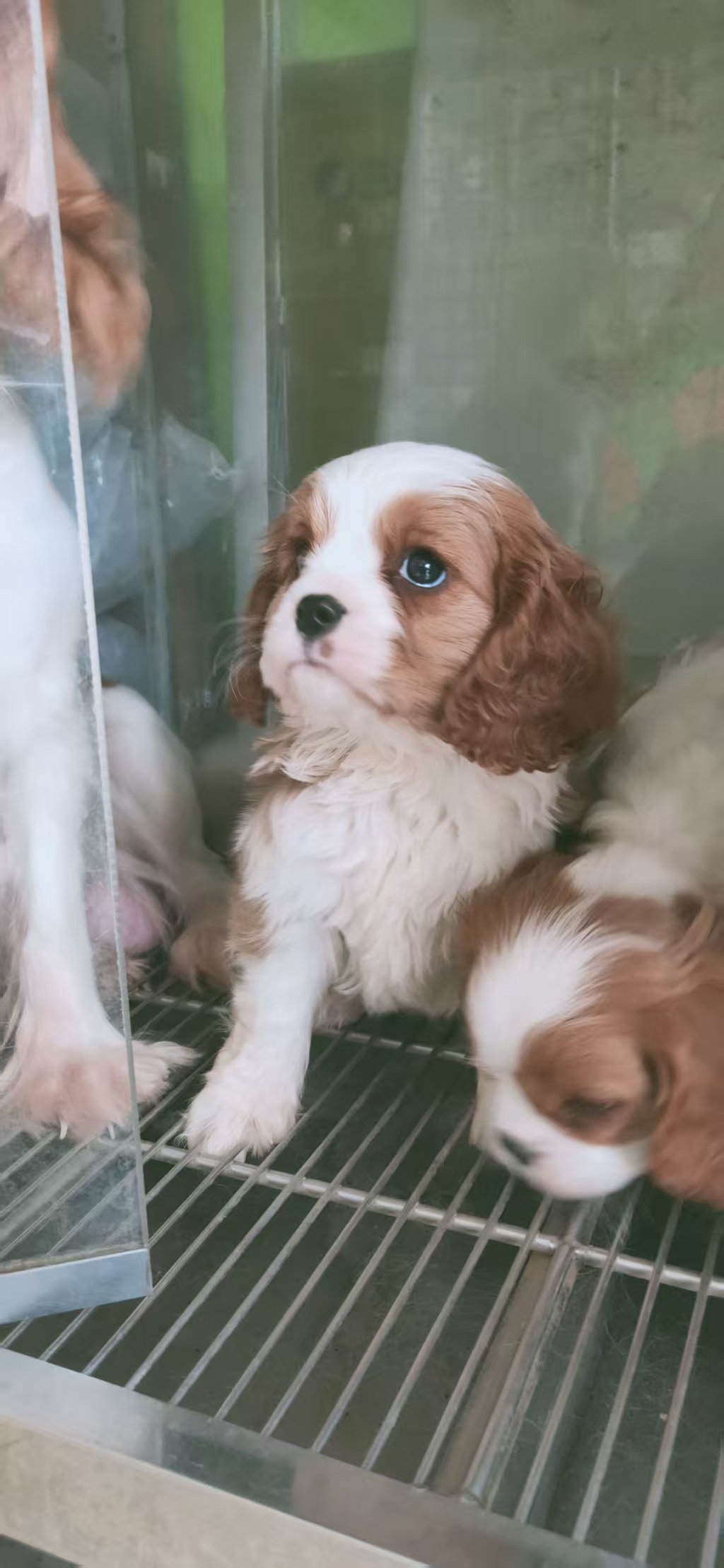 精品骑士查理王小猎犬